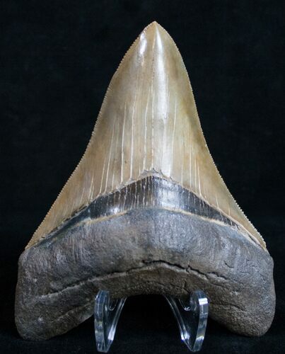 Megalodon Tooth - Beautiful Blade #9943
